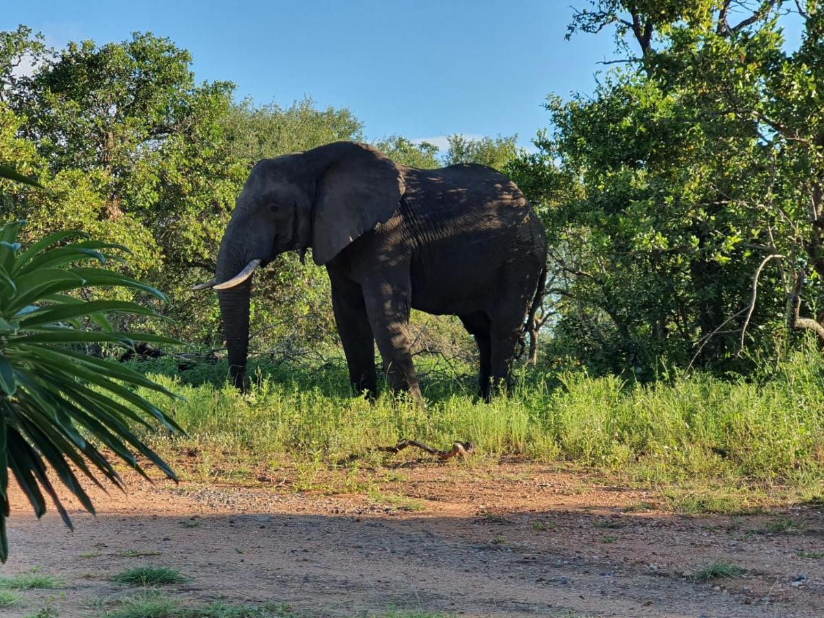 Masorini Bush Lodge Phalaborwa Exterior photo